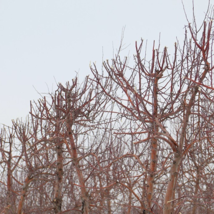 Самый большой в России индустриальный сад готовится к сезону - 2026 фото номер 3