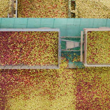 Сады Придонья: Наша стратегия –  бескомпромиссное качество фото номер 2