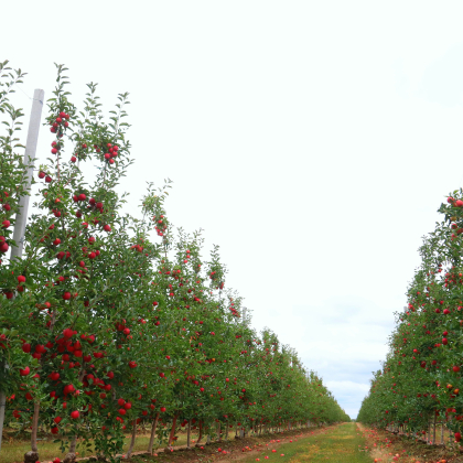 Сады Придонья: Наша стратегия –  бескомпромиссное качество фото номер 5