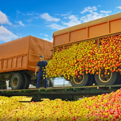 Сады Придонья: Наша стратегия –  бескомпромиссное качество фото номер 1