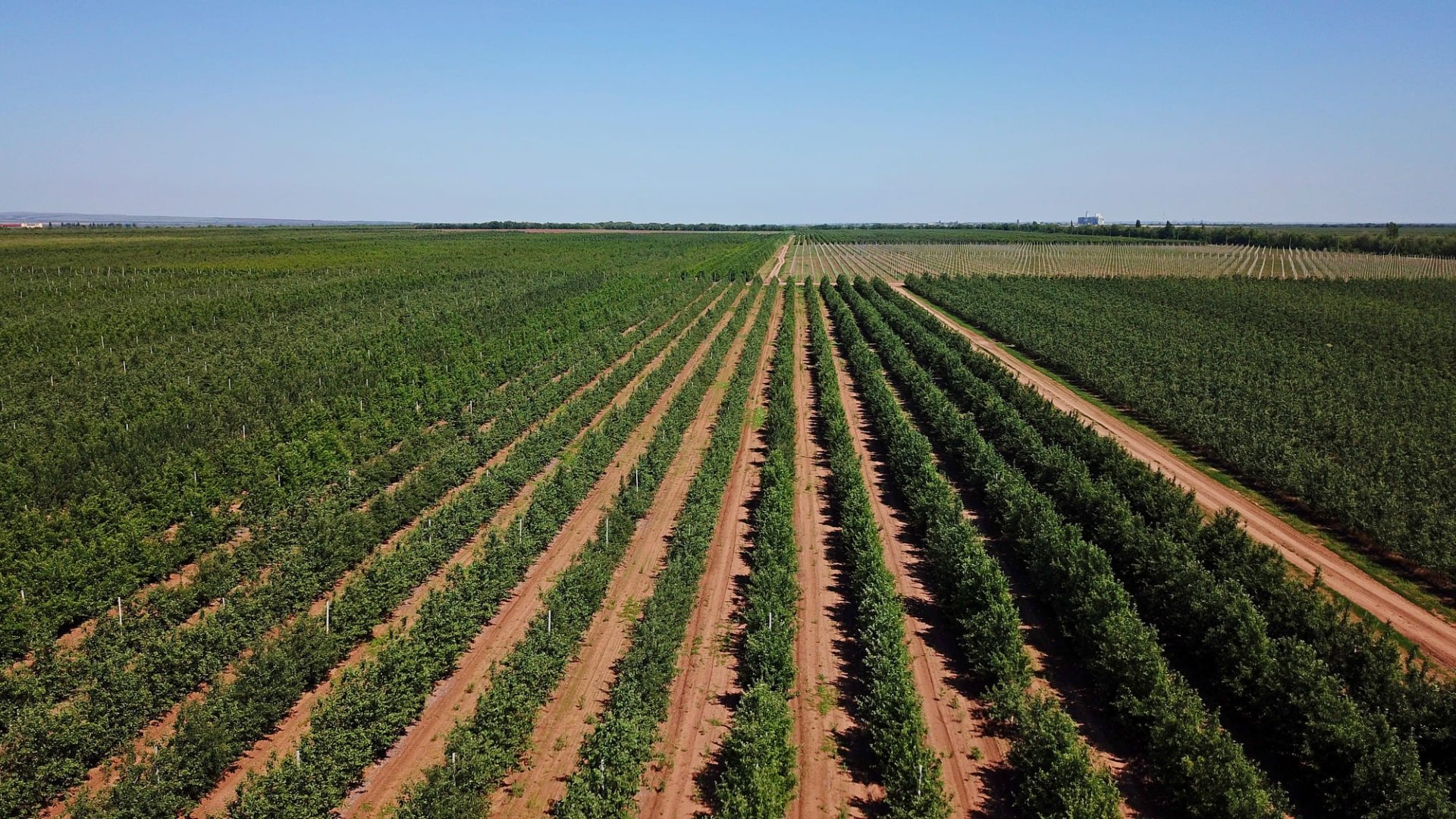 Сады Придонья - это жизнь. Настоящая, полная смысла... фото