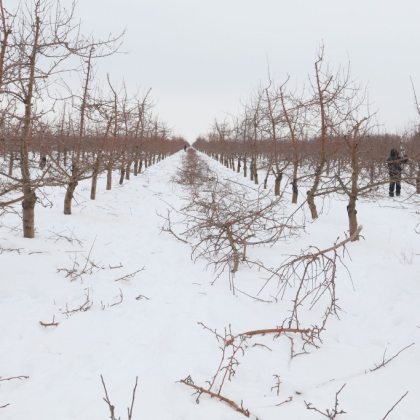 Самый большой в России индустриальный сад готовится к сезону - 2026 фото номер 1