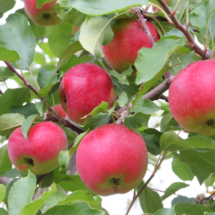 Сады Придонья: Наша стратегия –  бескомпромиссное качество фото номер 3