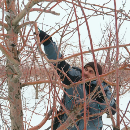 Самый большой в России индустриальный сад готовится к сезону - 2026 фото номер 5